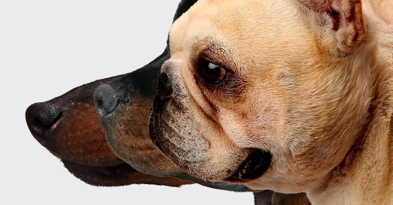 Dogs that live longer, with noses