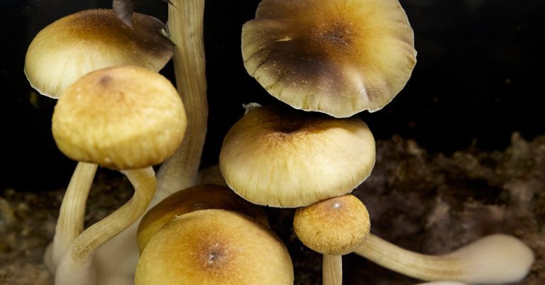 Seizures of psychedelic mushrooms are on the rise in the US as demand grows