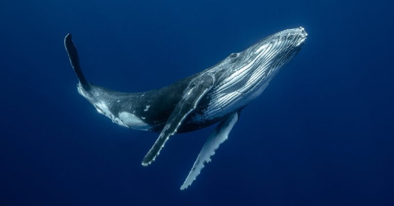 These whales still use their vocal cords.  But how?