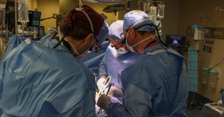 Surgeons transplant pig kidney into patient, a medical milestone