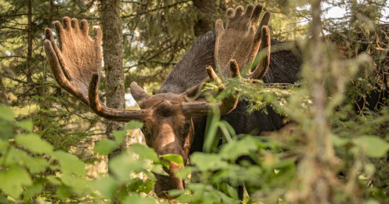 What to do if you come face to face with a moose