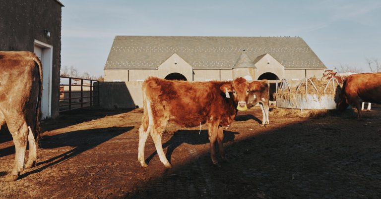 Person infected with bird flu in Texas after contact with cattle