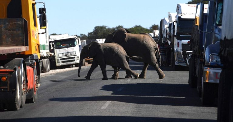 A tourist from New Mexico is killed by an elephant in Zambia