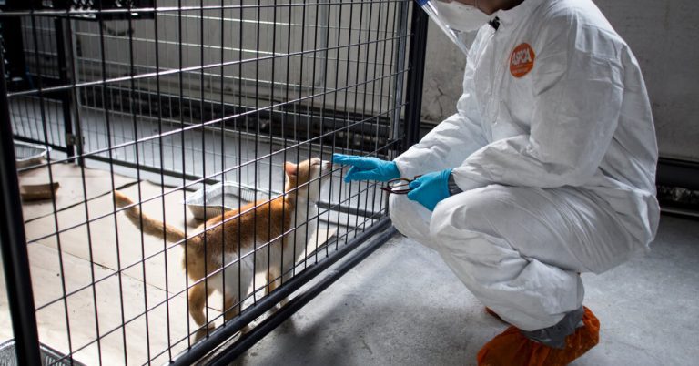 Bird flu infects cats (and the occasional dog).  Here's what you need to know.