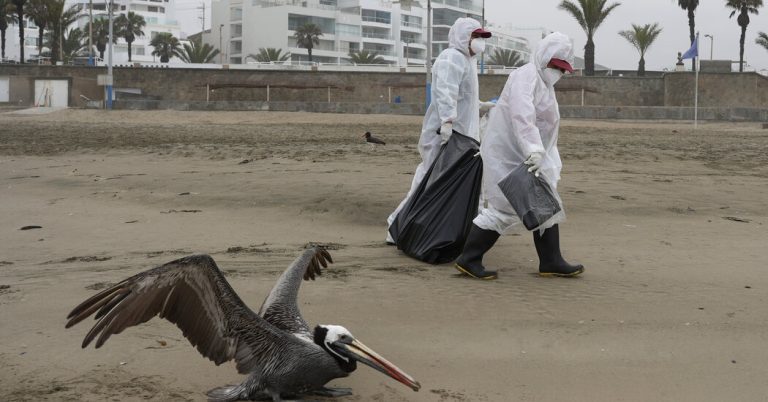 Bird flu pandemic in humans?  Here's what it might look like.