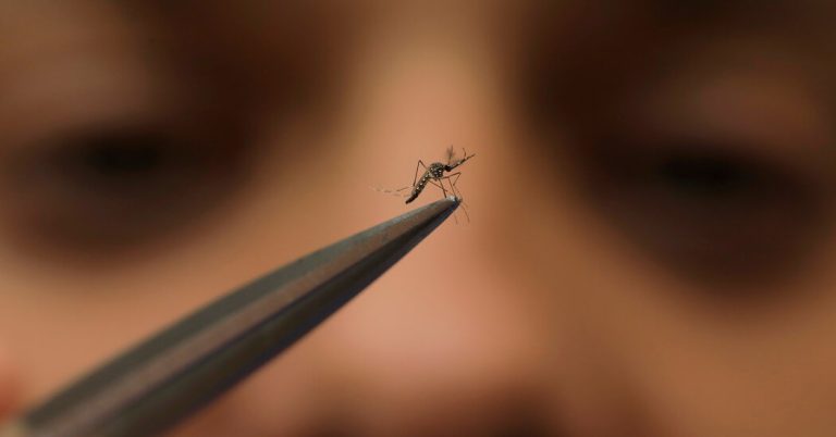 CDC warns doctors about dengue as virus spreads to new areas