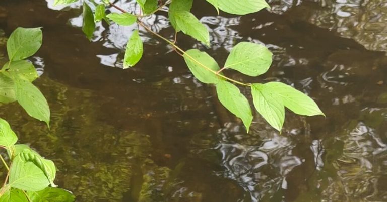 Celebrating the Housatonic River of the Berkshires