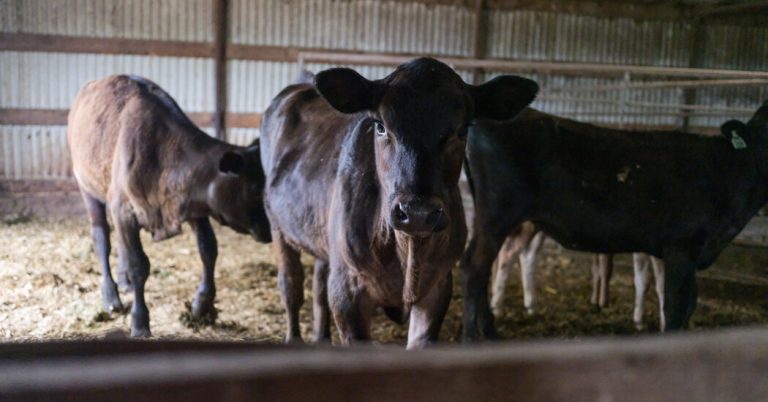 How is bird flu transmitted to cows?  The experiment yields some "good news."