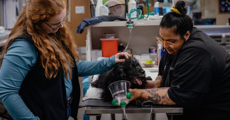 In Animal Hospitals, Social Workers provide Human Care