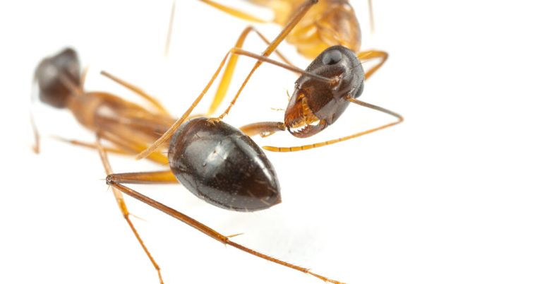 Video Shows Ants Amputating Nestmates' Legs To Save Their Lives