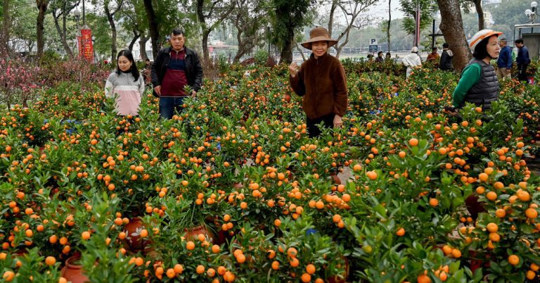 Hurricane Yagi shuffles the delivery of the lunar year of Vietnam