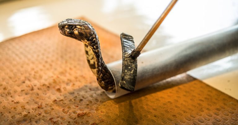 In Africa, danger slithers through homes and fields