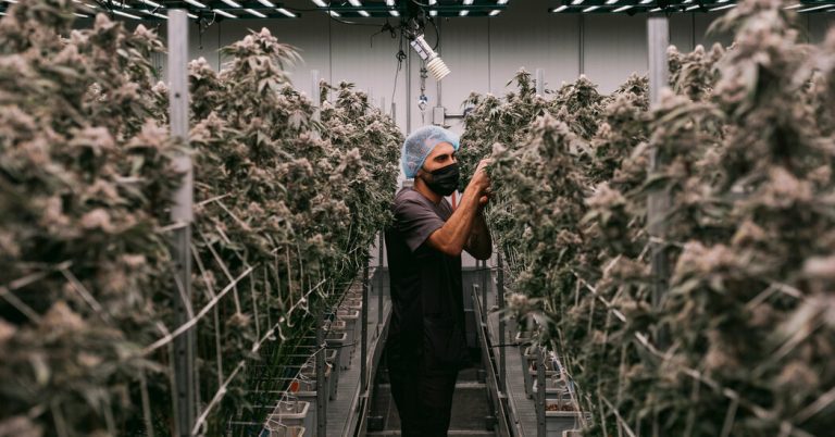 Inside the $32 billion industry turning marijuana