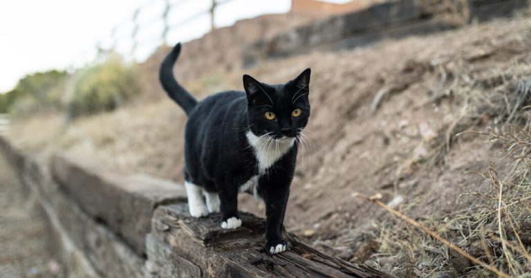 CDC posts, then deletes, data on the transmission of bird flu between cats and people