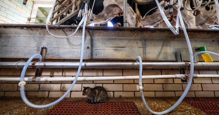 Employees in dairy products may have passed the bird flu in pet cats, the CDC study indicates