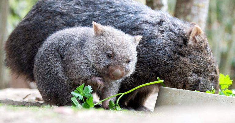 Return to Australia, after the American woman grabs a baby Wombat